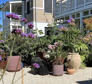 Tuin ontwerp in Muiden door Vorstelijke Tuinen