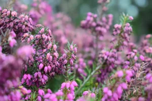 Doe inspiratie op bij Vorstelijke Tuinen, bekijk bijvoorbeeld deze heidetuin