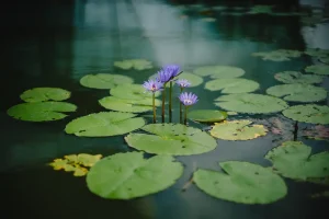 Doe inspiratie op bij Vorstelijke Tuinen, bekijk bijvoorbeeld deze Japanse tuin