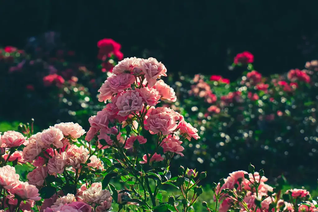 Doe inspiratie op bij Vorstelijke Tuinen, bekijk bijvoorbeeld deze Romantische tuin
