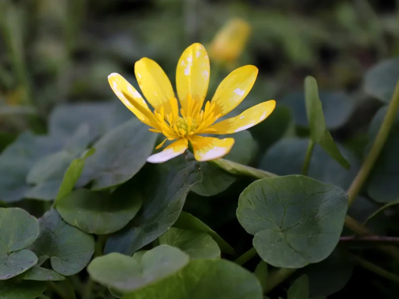 Calculator werkvoorbereider Vacature Vorstelijke Tuinen